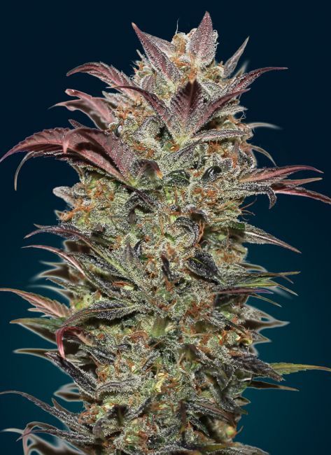 Chocolate Cream Auto Feminised Seeds