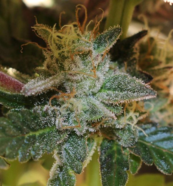 More Cowbell Regular Seeds