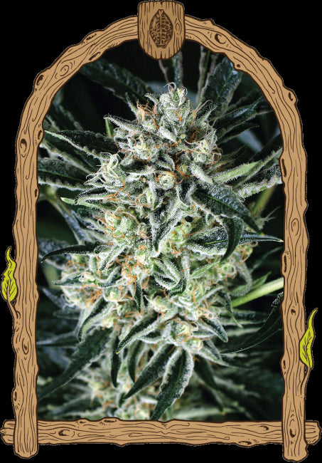 Jelly Bananas Feminised Seeds