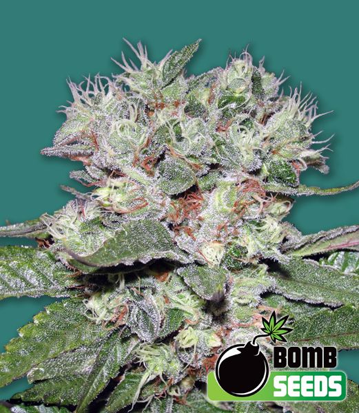 Bomb CBD Feminised Seeds
