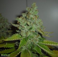 SFV OG Kush Feminised Seeds