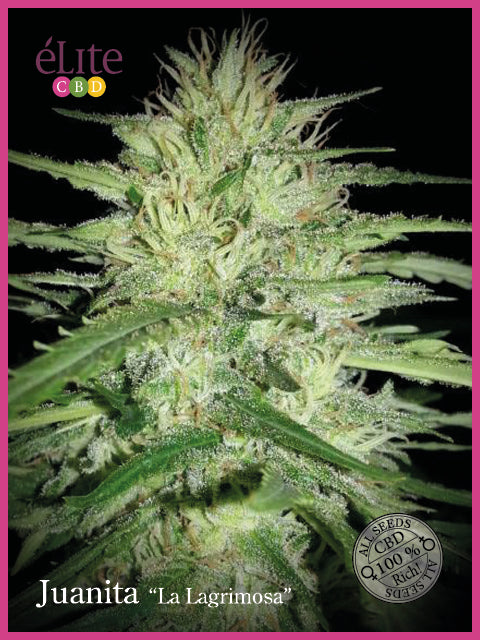 Juanita La Lagrimosa CBD Feminised Seeds