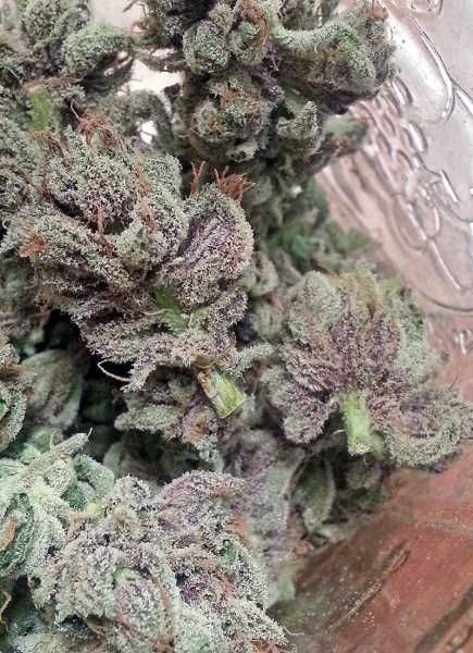 SoCal Master Kush Feminised Seeds