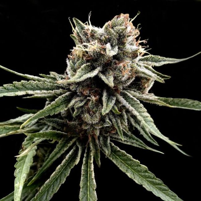 Sour Strawberries Regular Seeds (Crockett Family Farms)