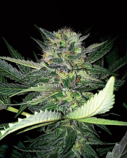 Critical Lights Feminised Seeds
