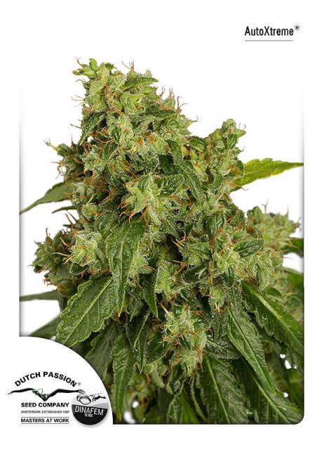 Xtreme Auto Feminised Seeds