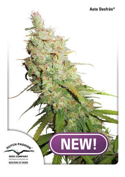 Desfran Auto Feminised Seeds