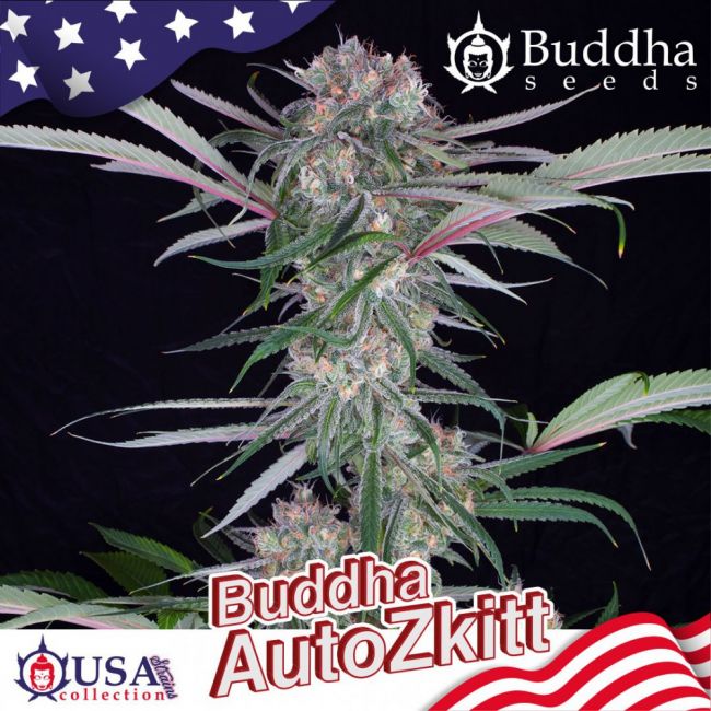 Buddha Zkittlez Auto Feminised Seeds