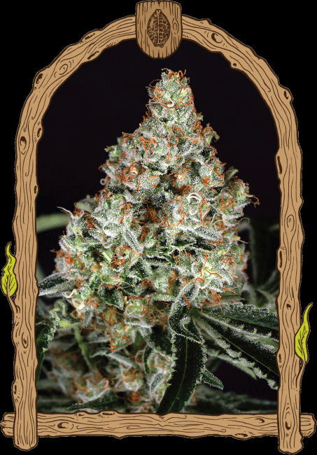 Zkittalicious Feminised Seeds