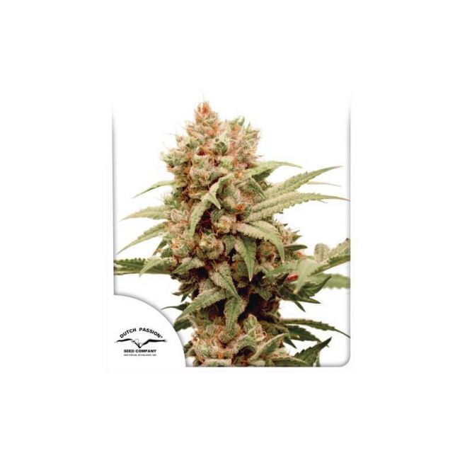 CBGForce Feminised Seeds