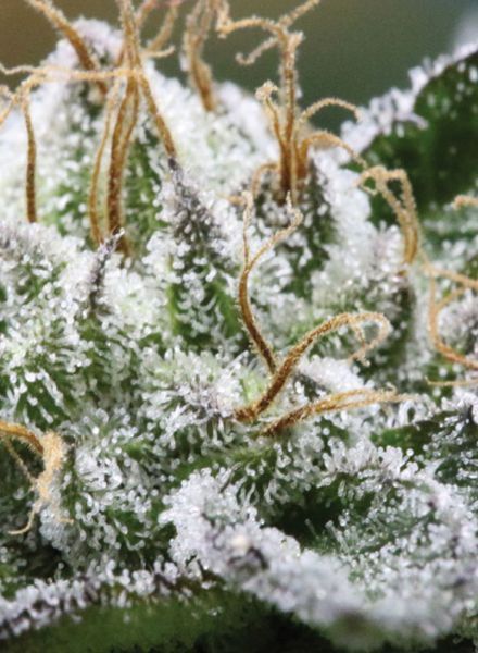 Bubba God Regular Seeds
