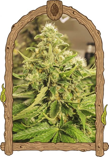 Exotic Pure CBG Feminised Seeds