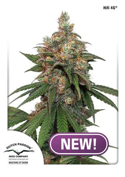 HiFi G Feminised Seeds