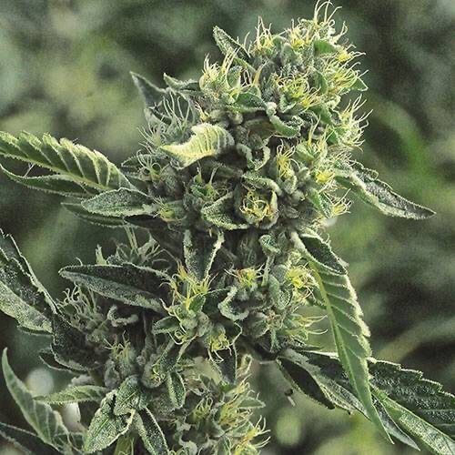 DC Cure : CBD Auto Feminised Seeds