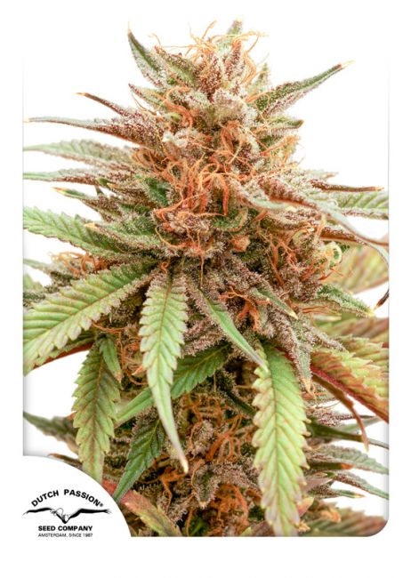 Durban Dew Feminised Seeds