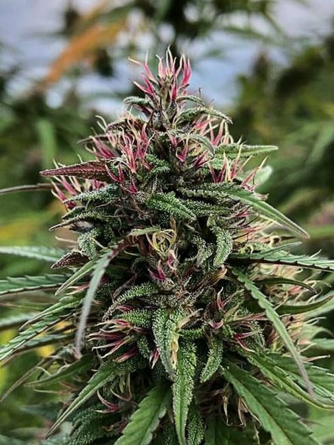 BoaxHindu CBD Feminised Seeds