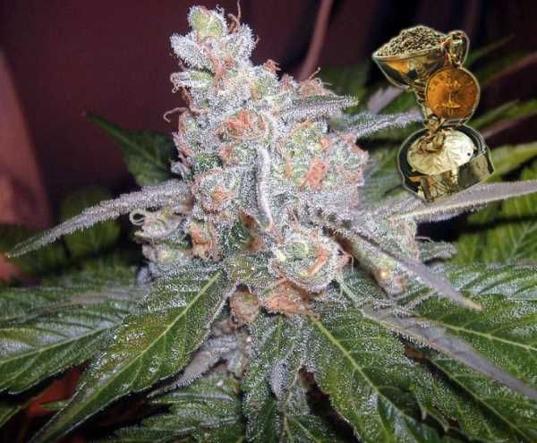 The Purps Regular Seeds