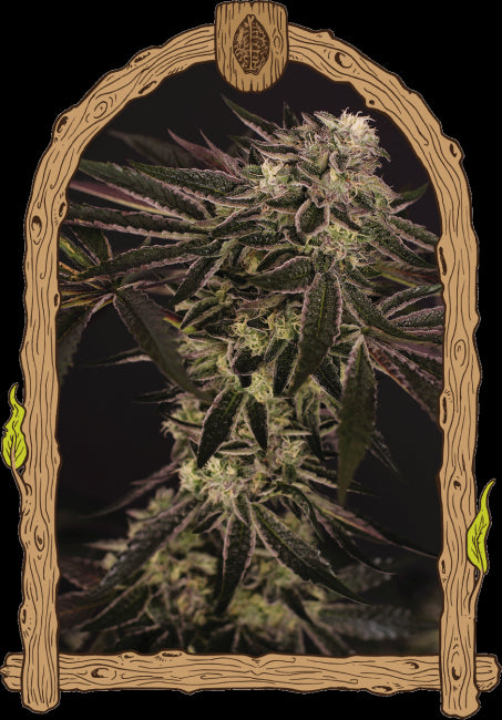 Purple Shot Feminised Seeds