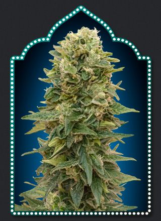 Female Mix Feminised Seeds