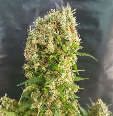 Chemdog Gorilla Feminised Seeds