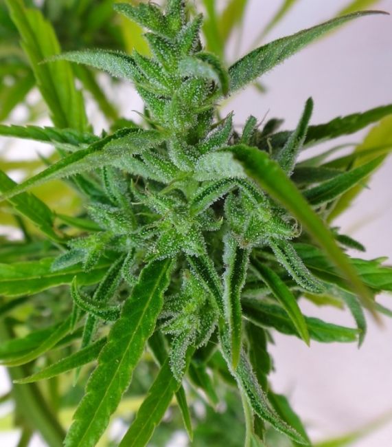 Thai Regular Seeds