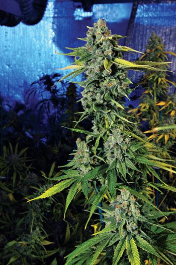 Blue Dream Haze Feminised Seeds