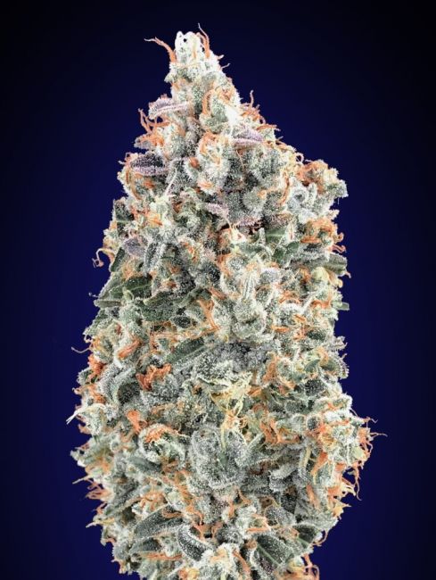 Blueberry FAST Feminised Seeds
