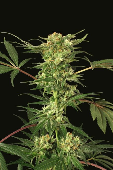 Devil Kush Regular Seeds