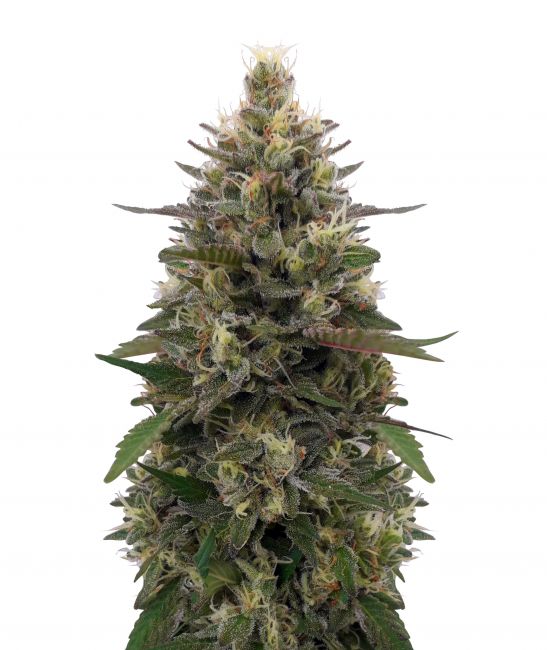 Pakistani Skunk Feminised Seeds (Limited Edition)