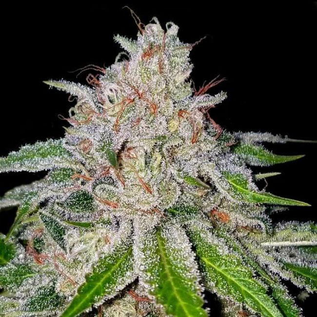 Cherry Feminised Seeds (Crockett Family Farms)