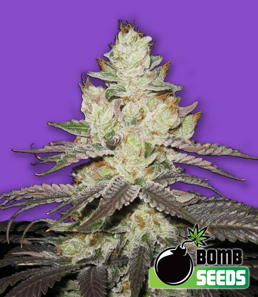 Killer Purps Feminised Seeds