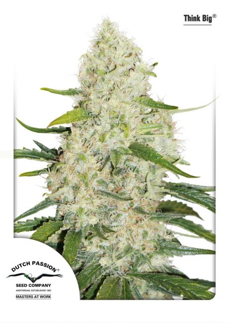 Think Big Auto Feminised Seeds
