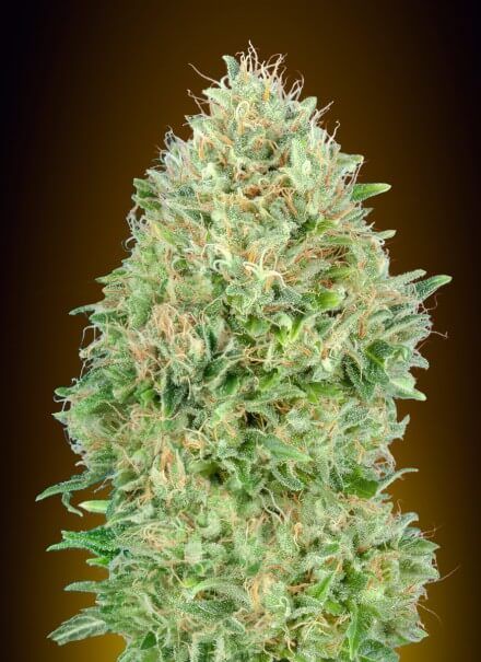 Pineapple Glue Feminised Seeds