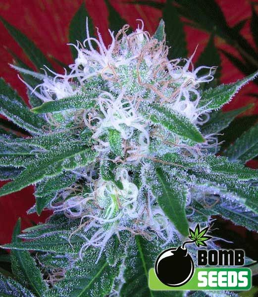 Bomb Auto Feminised Seeds