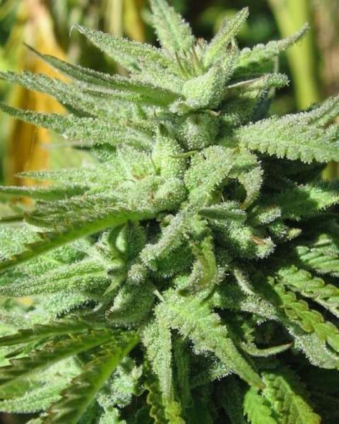 BC Hash Plant Regular Seeds