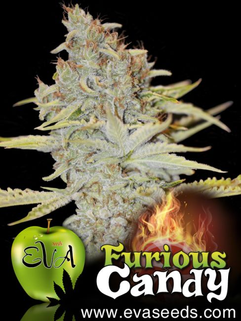 Furious Candy Feminised Seeds