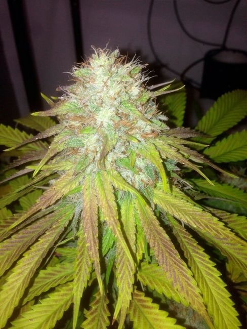 Boss Hogg Auto Feminised Seeds