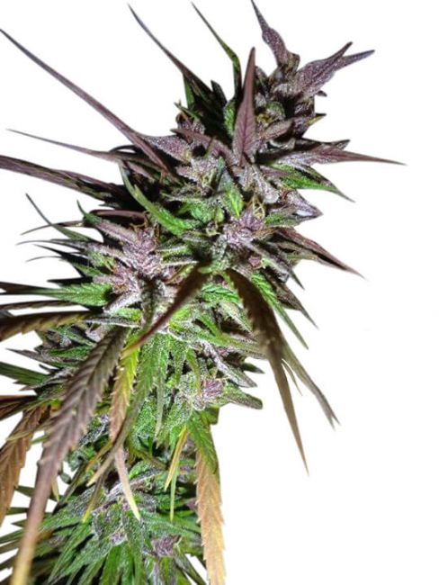 Purple Pakistani Haze Feminised Seeds (Limited Edition)