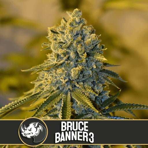 Bruce Banner # Feminised Seeds