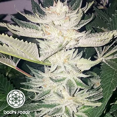 Black Raspberry Regular Seeds