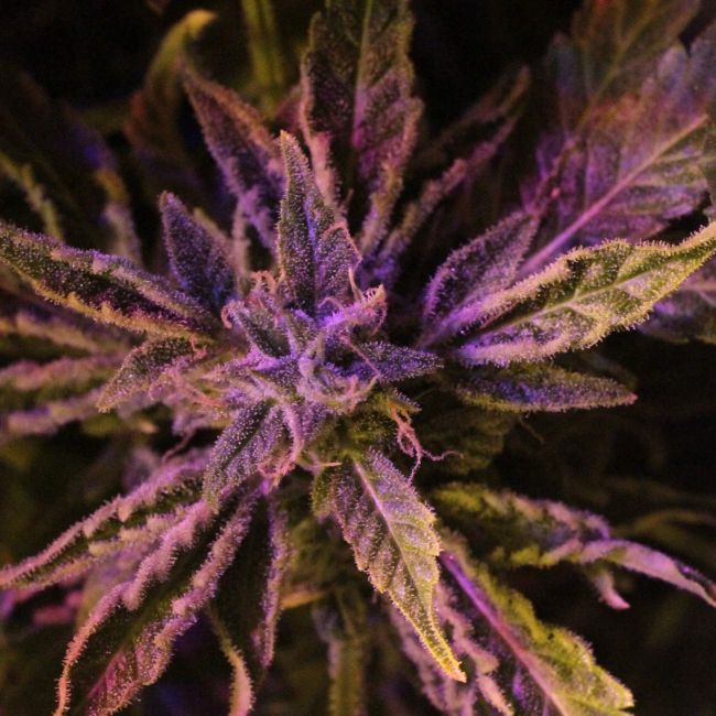 Doctor's Choice # Auto Feminised Seeds