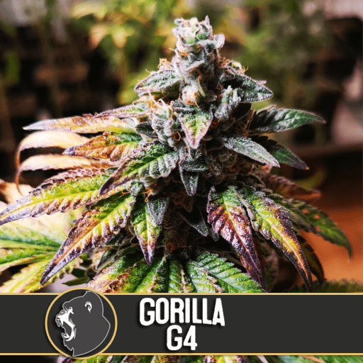 Gorilla Glue # Feminised Seeds