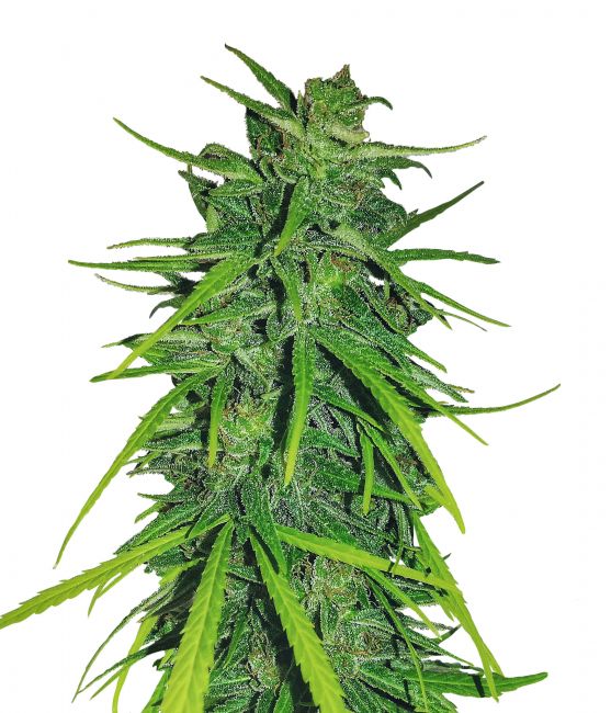 Thai x Panama Feminised Seeds