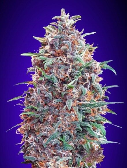 Purple Diesel Auto Feminised Seeds