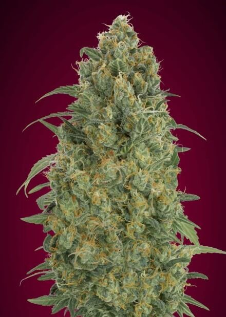 Collection # Auto Feminised Seeds