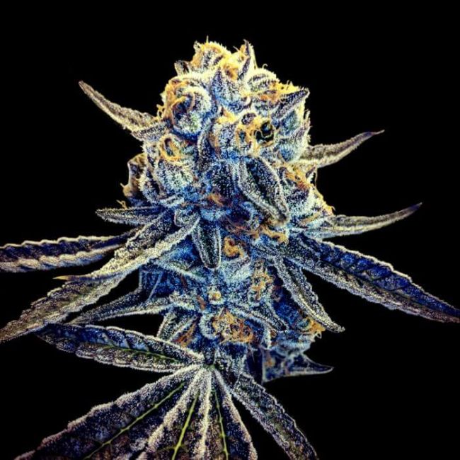 Tangieland Regular Seeds (Crockett Family Farms)