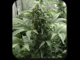 White Dwarf Auto Feminised Seeds