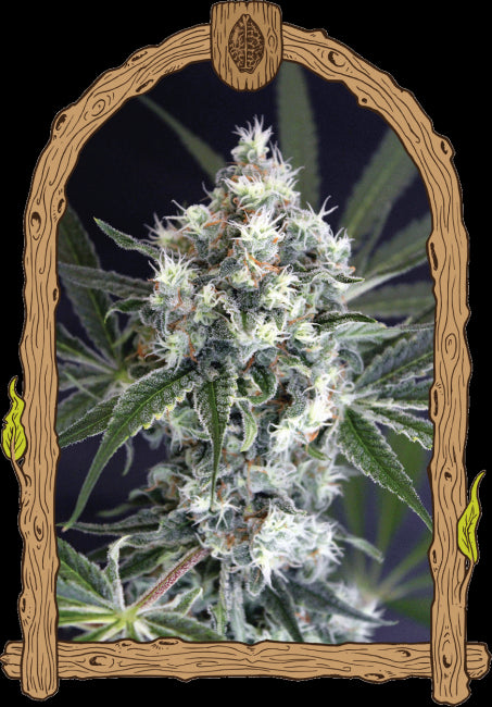 Medxotic Pure CBD Feminised Seeds