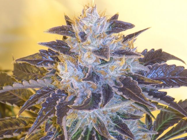 Grape OG Feminised Seeds