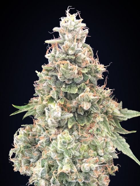 California Kush FAST Feminised Seeds